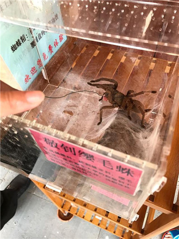 三亚带娃全家游自由行攻略,三亚自由行5天4夜最佳攻略