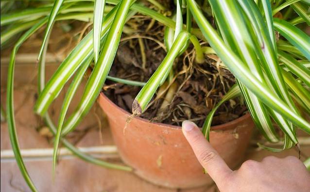 吊兰叶尖干枯怎么处理,金边吊兰叶尖干枯发黄是怎么回事