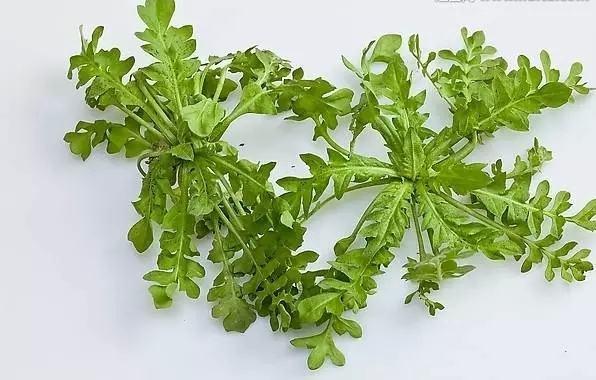 孕妈食物大忌讳,孕早期可以吃的野菜有哪些