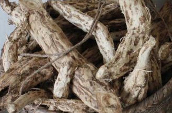 农村大山的野生葛根,农民挖葛根的用处