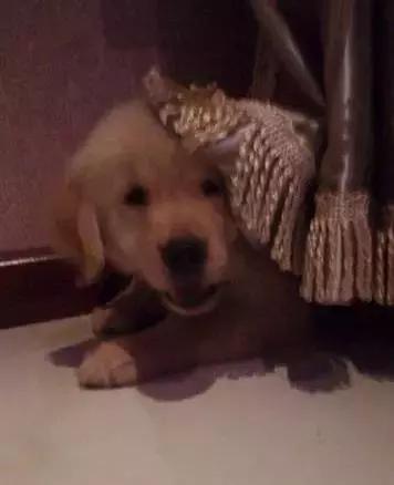 养金毛累吗,金毛养一年还是长不大怎么办