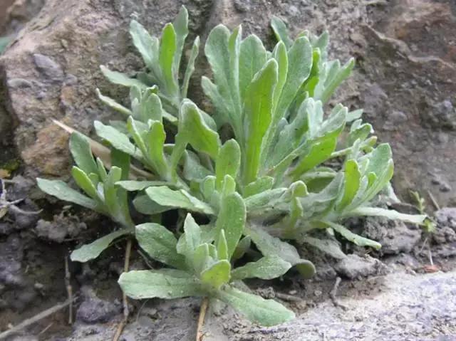 紫茎小叶灵艾,紫茎小叶灵艾图片