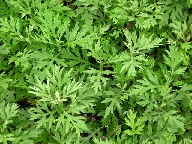 紫茎小叶灵艾,紫茎小叶灵艾图片