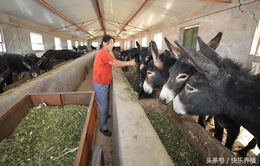 养驴吃什么饲料和草最好,养驴饲料最佳配方