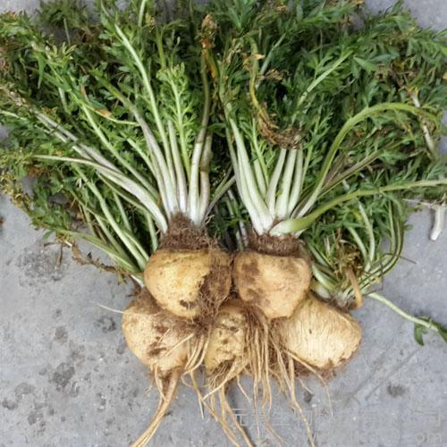 玛咖对男生有用吗,玛咖是否真的有效果