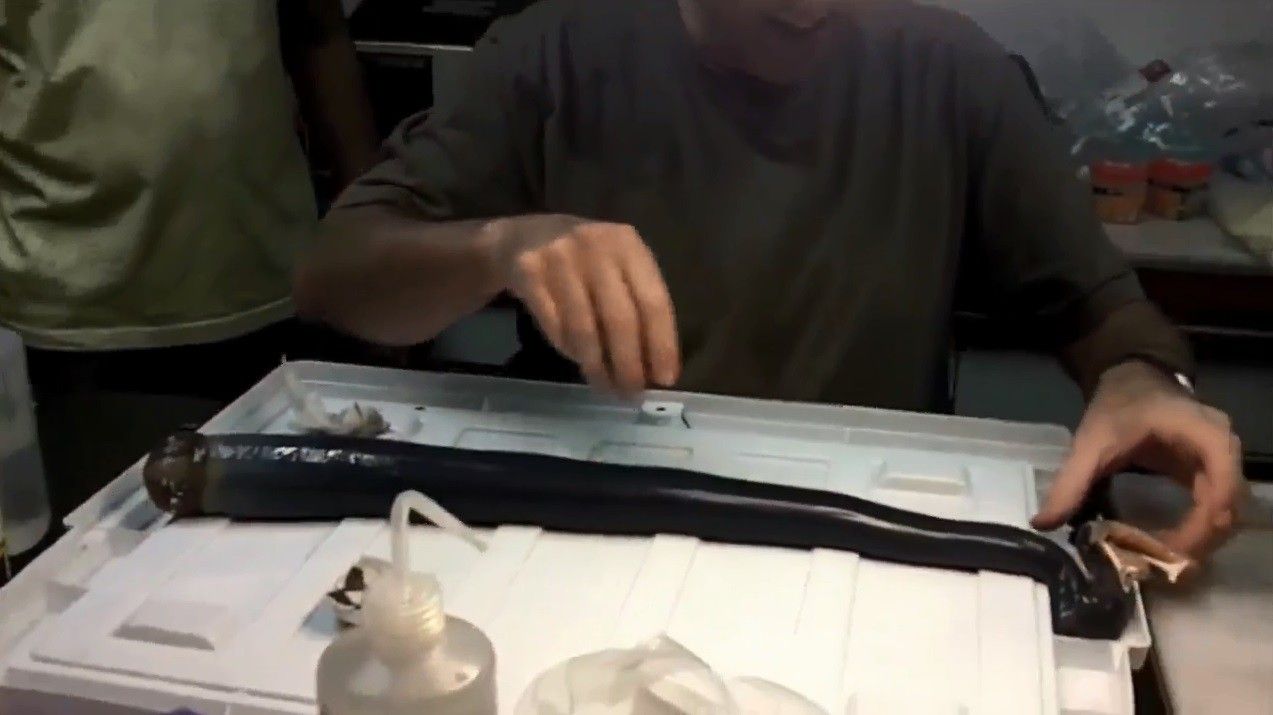 长1.5米巨型船蛆活体现踪菲律宾海湾样貌如粗肥蚯蚓