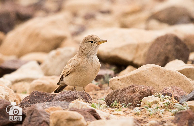 以色列，闯入“禁区”的观鸟人