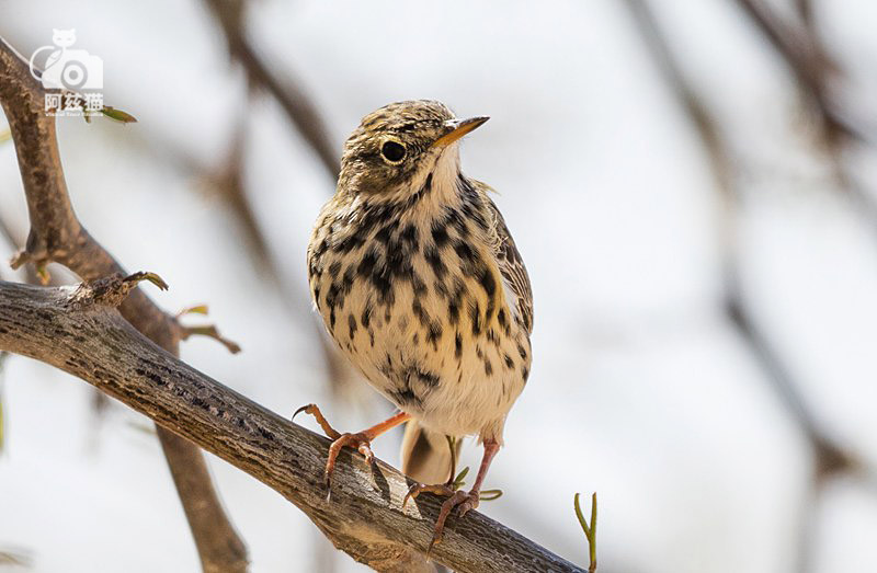 以色列，闯入“禁区”的观鸟人