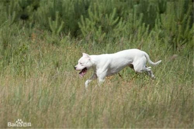 比特杜高犬抓野猪图片,杜高犬狩猎大型野兽