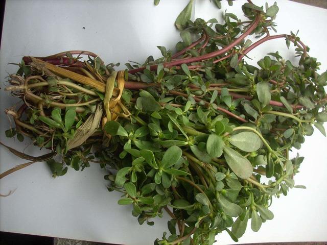 孕妈食物大忌讳,孕早期可以吃的野菜有哪些