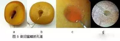 辨别烤色老蜜蜡方法图片,鉴别老蜜蜡的简单方法图片