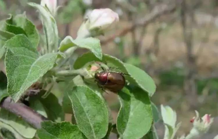 果园怎么防金龟子,果树里面的金龟子怎么预防