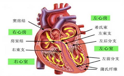 完全性左束支传导阻滞可以治愈吗,完全性左束支传导阻滞能否治愈