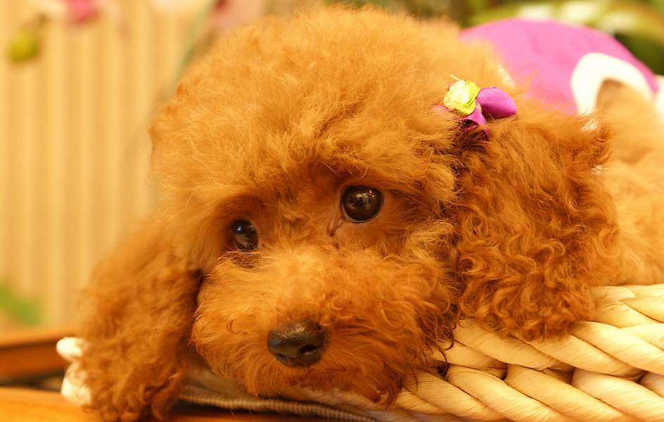 狗狗生完宝宝拉肚子怎么回事,宠物小知识狗狗呕吐该怎么办