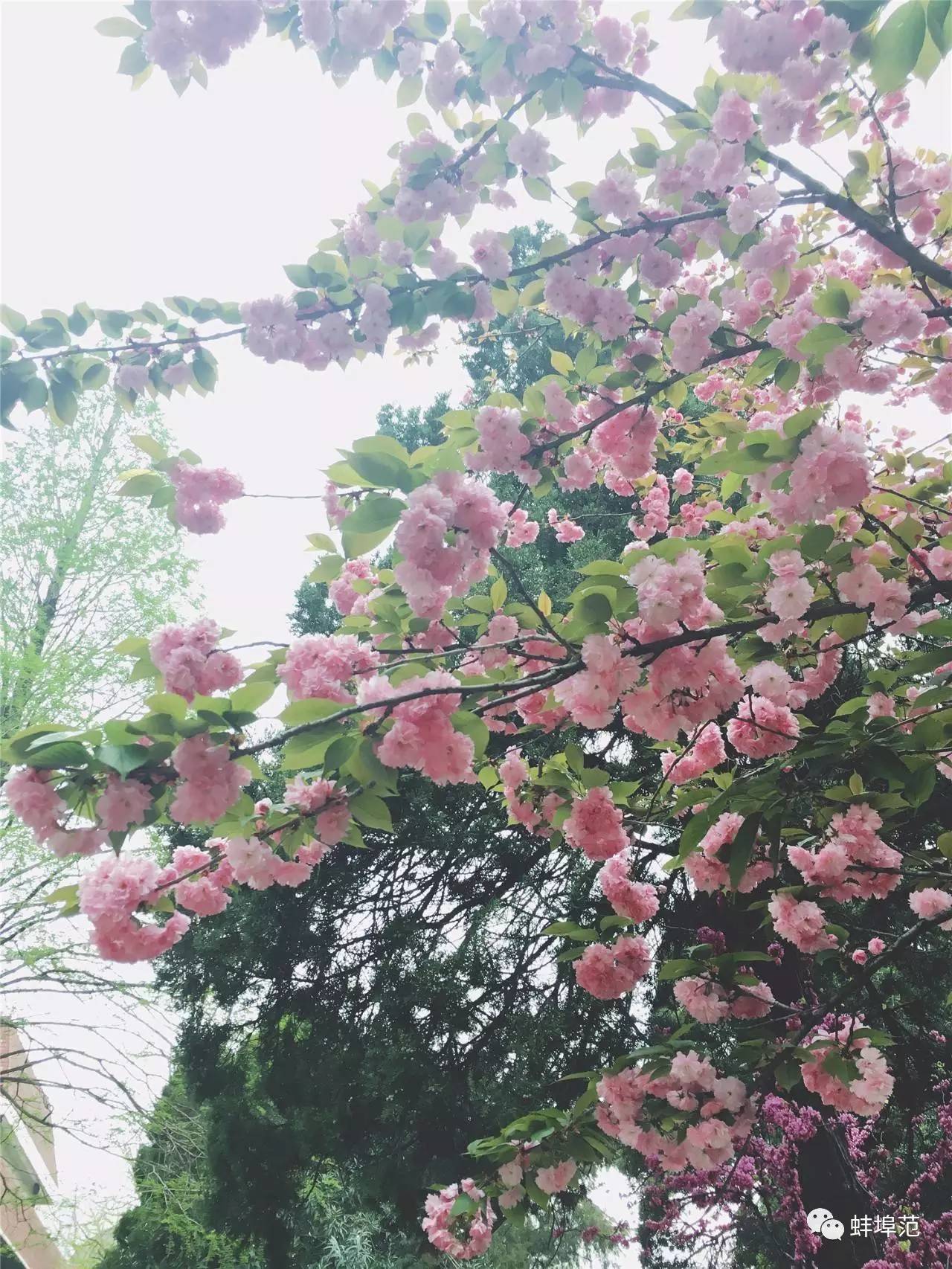 安徽蚌埠最出名的医院,蚌埠淮委医院现在叫什么