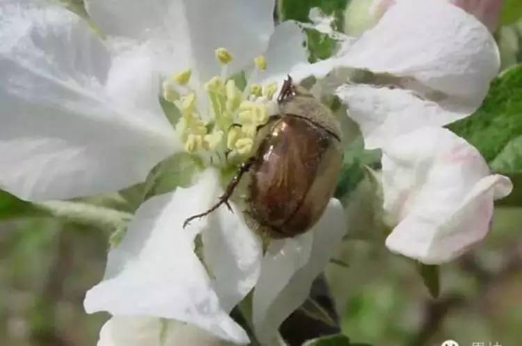 果园怎么防金龟子,果树里面的金龟子怎么预防