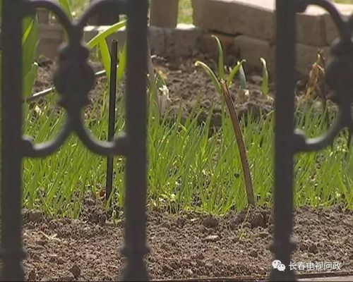 长春好景山庄小区、净月新园小区居民圈地种蔬菜最多将被罚三万