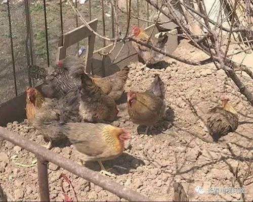 长春好景山庄小区、净月新园小区居民圈地种蔬菜最多将被罚三万