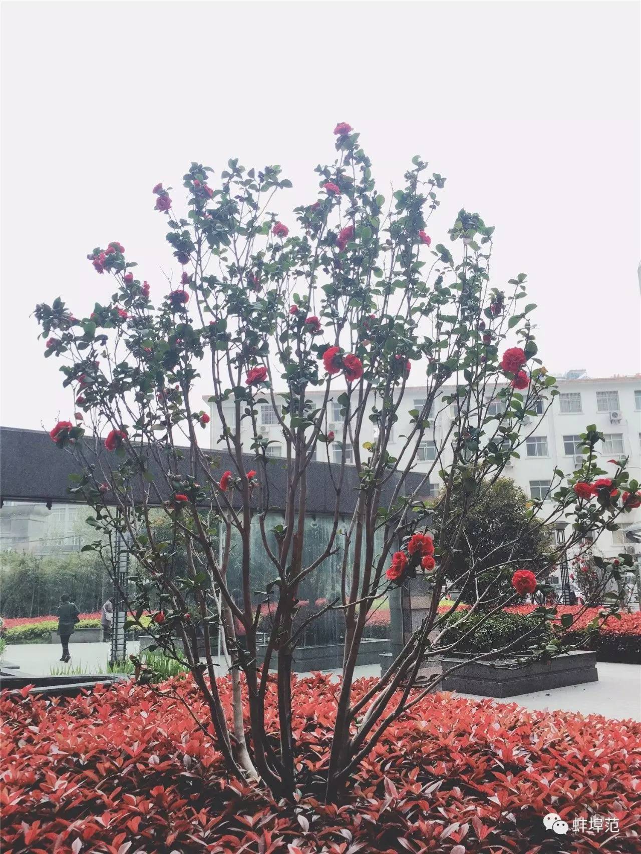 安徽蚌埠最出名的医院,蚌埠淮委医院现在叫什么