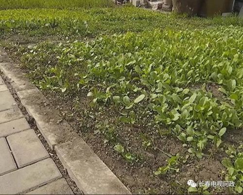 长春好景山庄小区、净月新园小区居民圈地种蔬菜最多将被罚三万