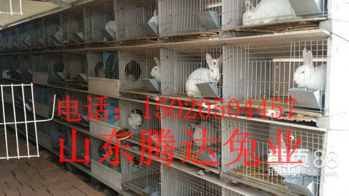 獭兔种兔,獭兔养殖獭兔种兔多少钱一只