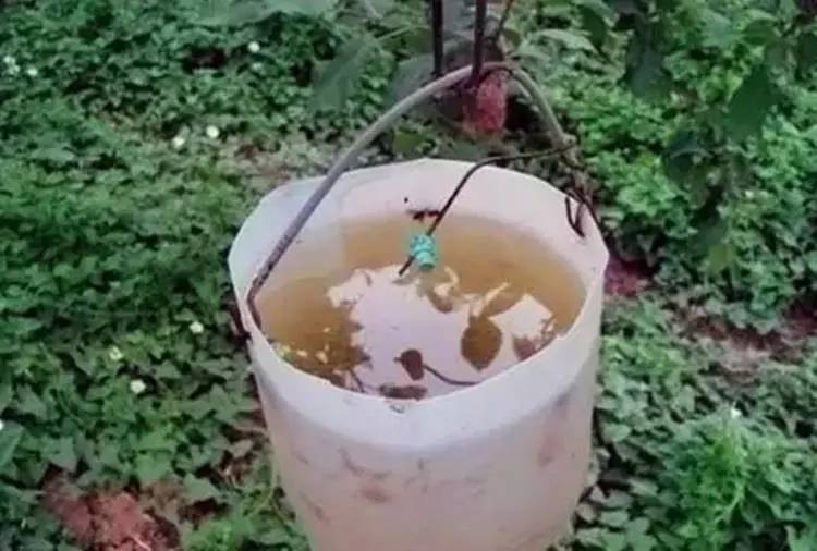 果园怎么防金龟子,果树里面的金龟子怎么预防