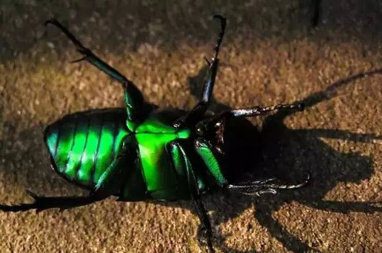 果园怎么防金龟子,果树里面的金龟子怎么预防