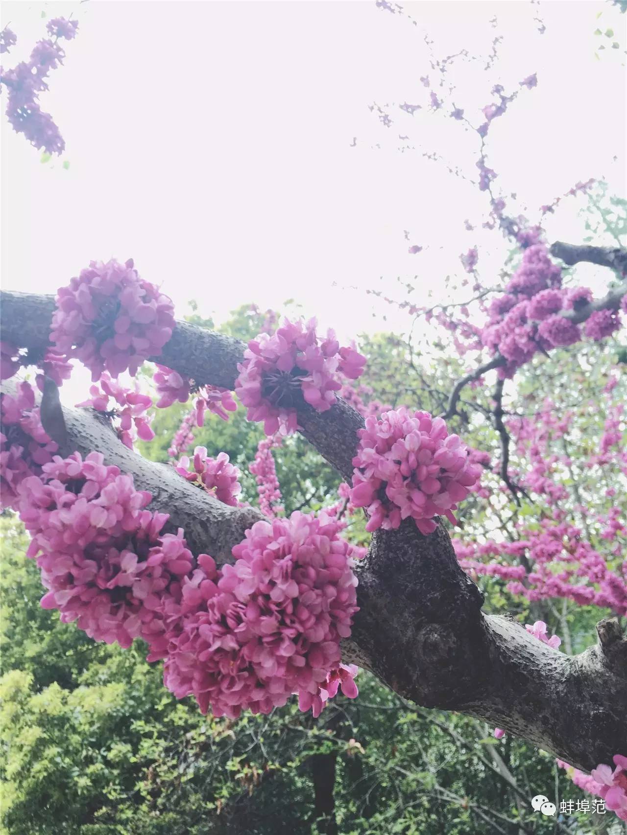 安徽蚌埠最出名的医院,蚌埠淮委医院现在叫什么