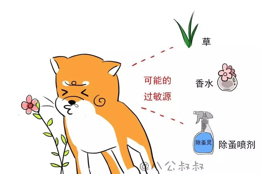 狗狗喘不过气怎么治疗,狗狗喘气喘不过来怎么办