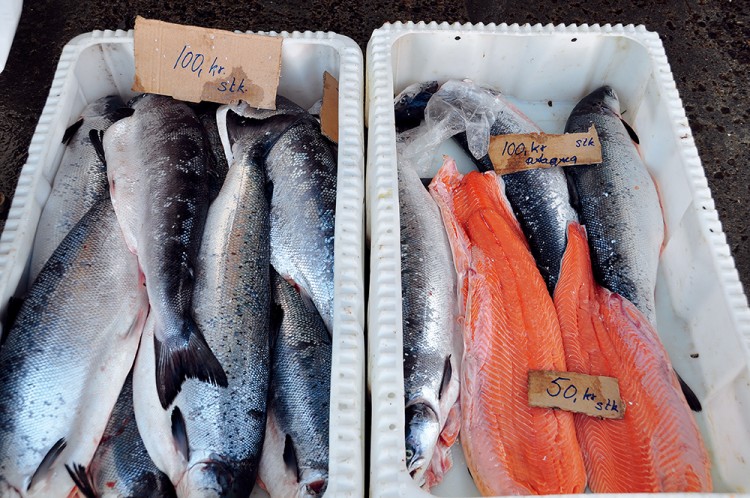 冰川岛上猎奇格陵兰岛冰川巡航记