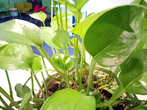 鍗庝负鐣呬韩6s娴嬭瘎,鍗庝负鐣呬韩6璇勬祴