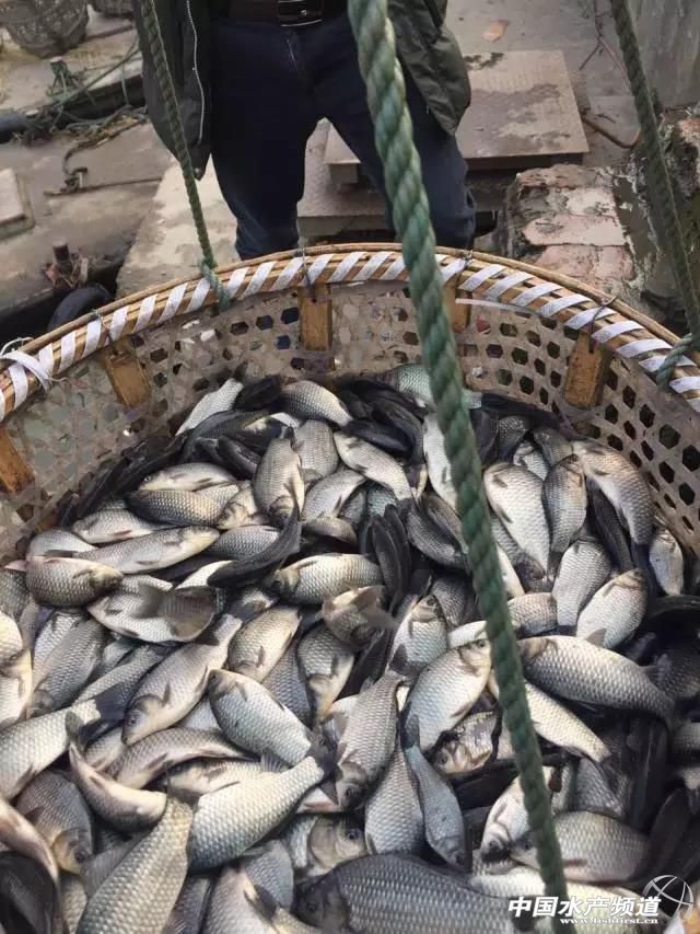 天邦饲料好吗,天邦水产饲料怎么样