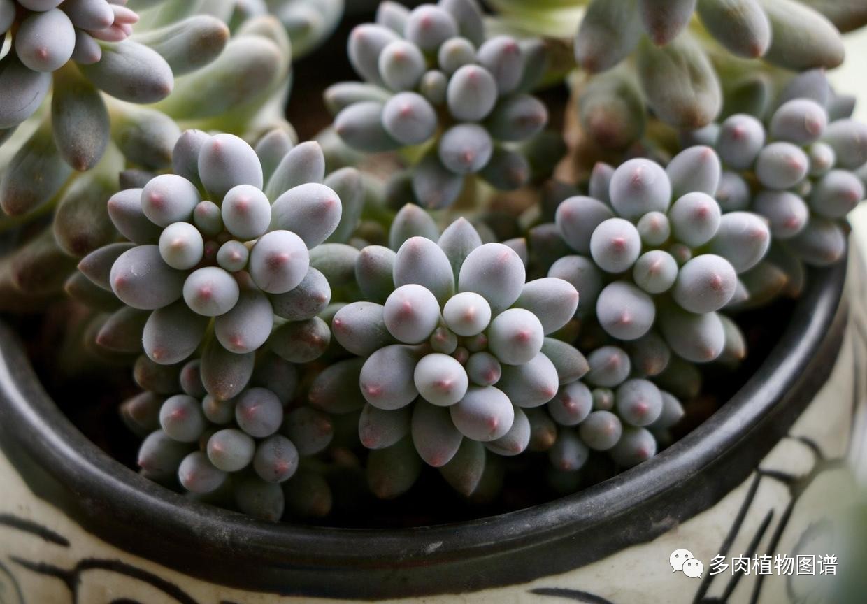 可可酱用法,可可酱日常分享