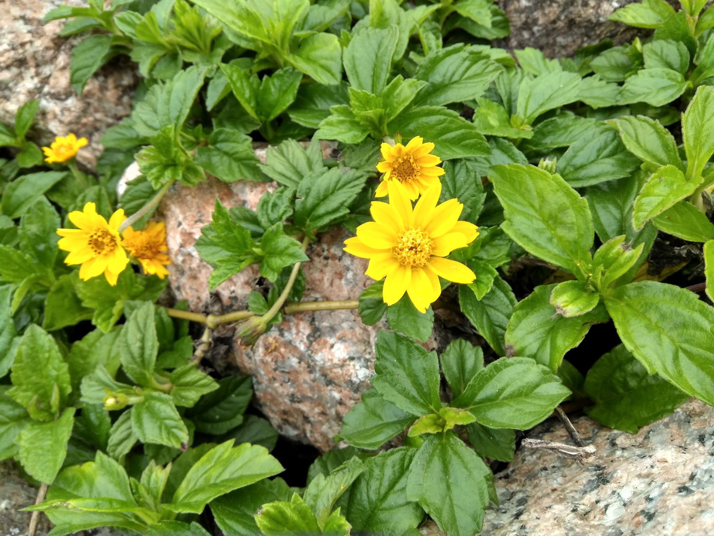 中兴bladev8相似手机,中兴bladev10详细评测