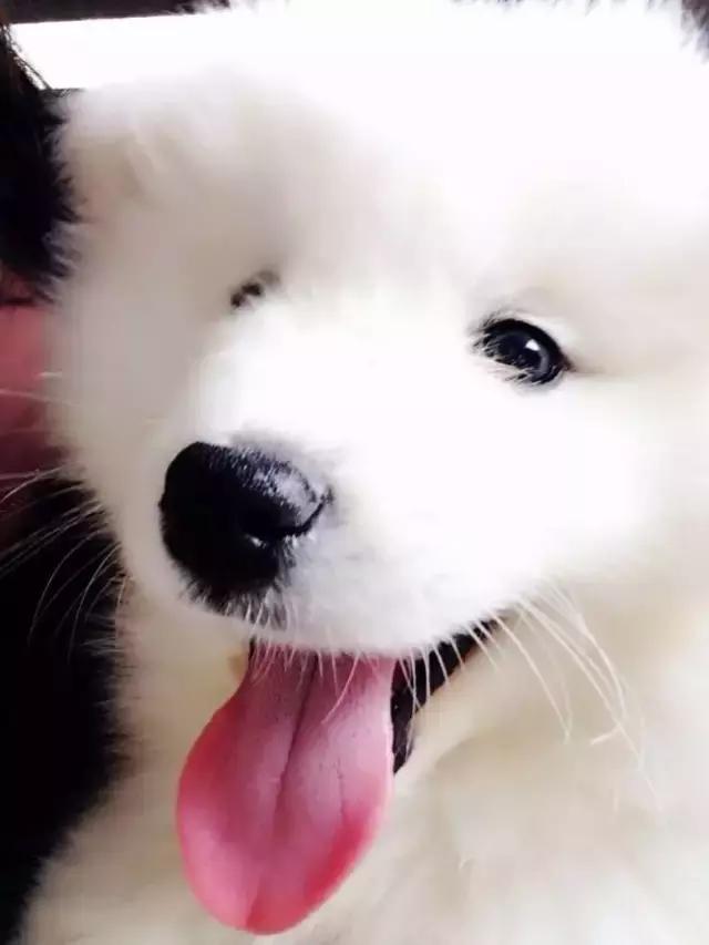 萨摩的十大禁忌,怎么和萨摩搞好关系