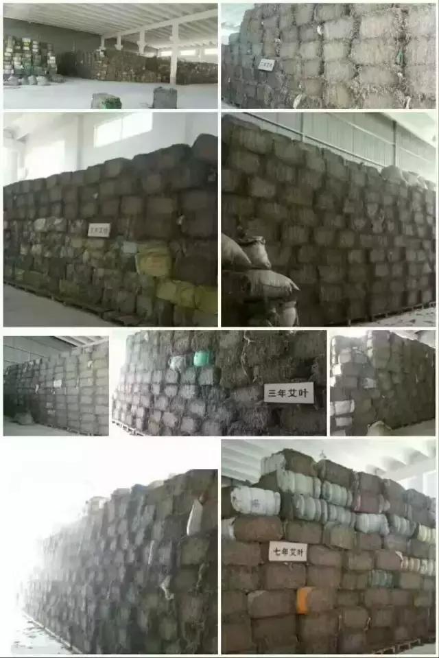 紫茎小叶灵艾,紫茎小叶灵艾图片