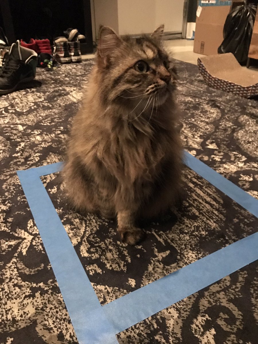 猫咪逗猫正确方式,猫咪逗猫的方法