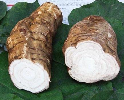 农村大山的野生葛根,农民挖葛根的用处