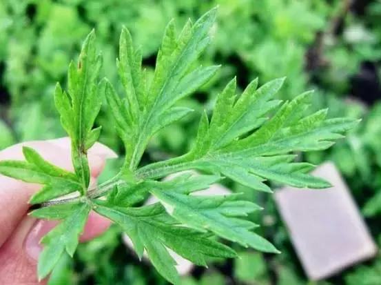 紫茎小叶灵艾,紫茎小叶灵艾图片