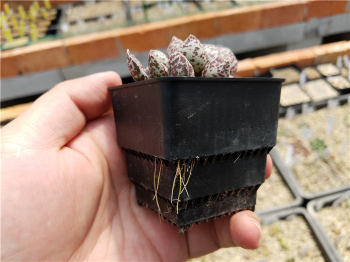 多肉植物吐槽,对多肉植物的调侃朋友圈