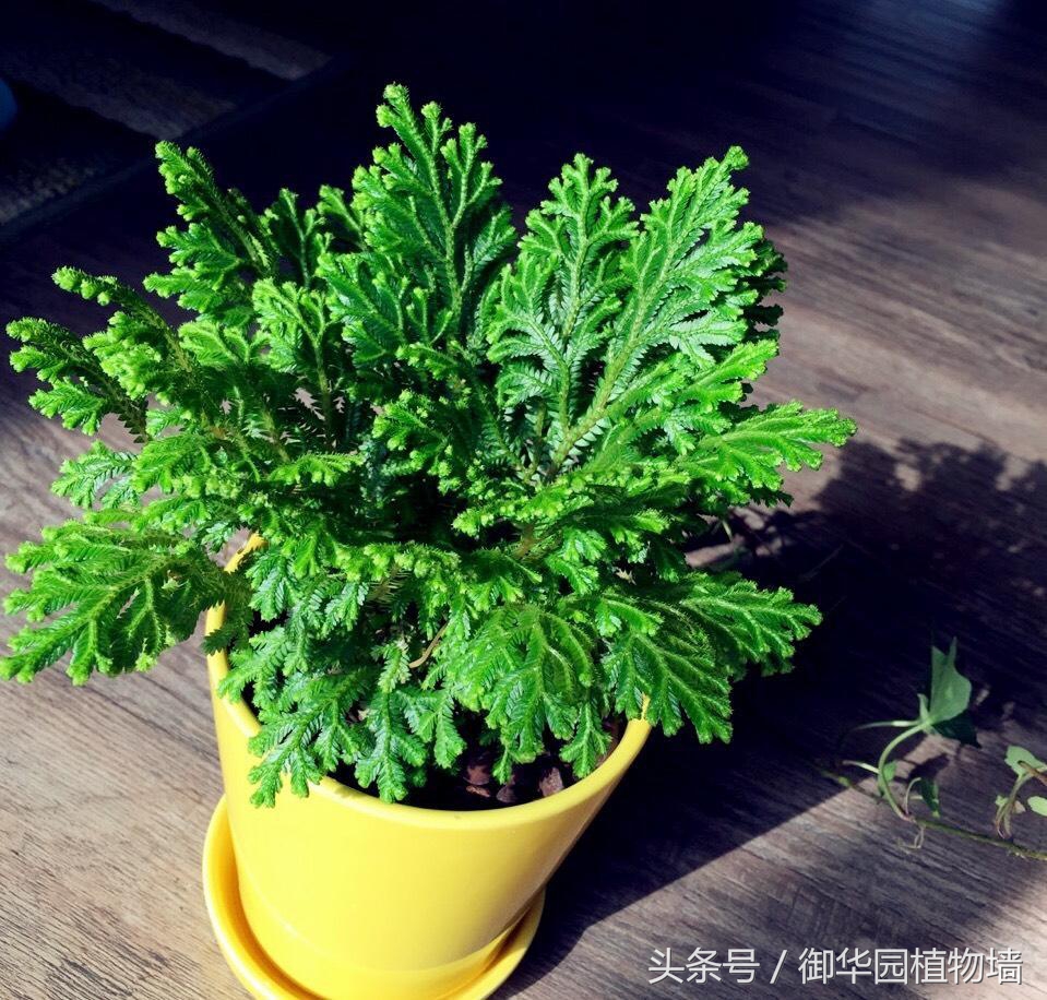 植物墙怎么选择,植物墙选什么树好