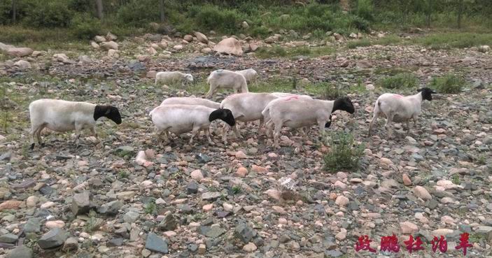 纯种黑头的杜泊绵羊多少钱一只,小尾寒羊和杜泊绵羊哪个适合养