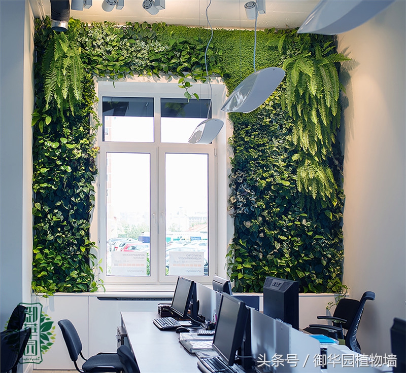 植物墙怎么选择,植物墙选什么树好