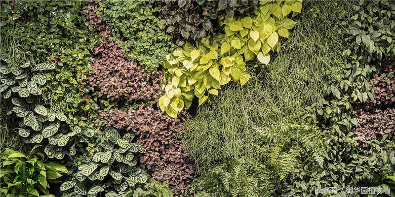 植物墙怎么选择,植物墙选什么树好