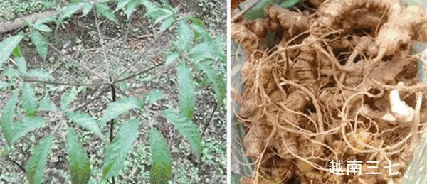 怎么鉴别文山三七,辨别三七真假视频