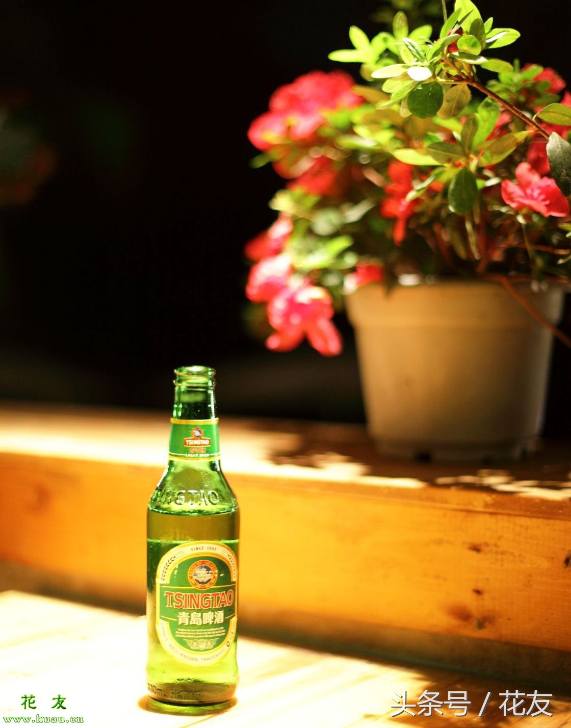 啤酒能浇花吗能浇绿萝吗,君子兰用啤酒浇花咋浇