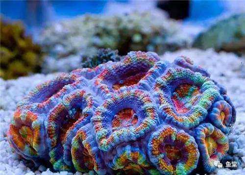 鱼缸里的水温度过高怎么办,风扇直接吹鱼缸能让鱼缸降温吗