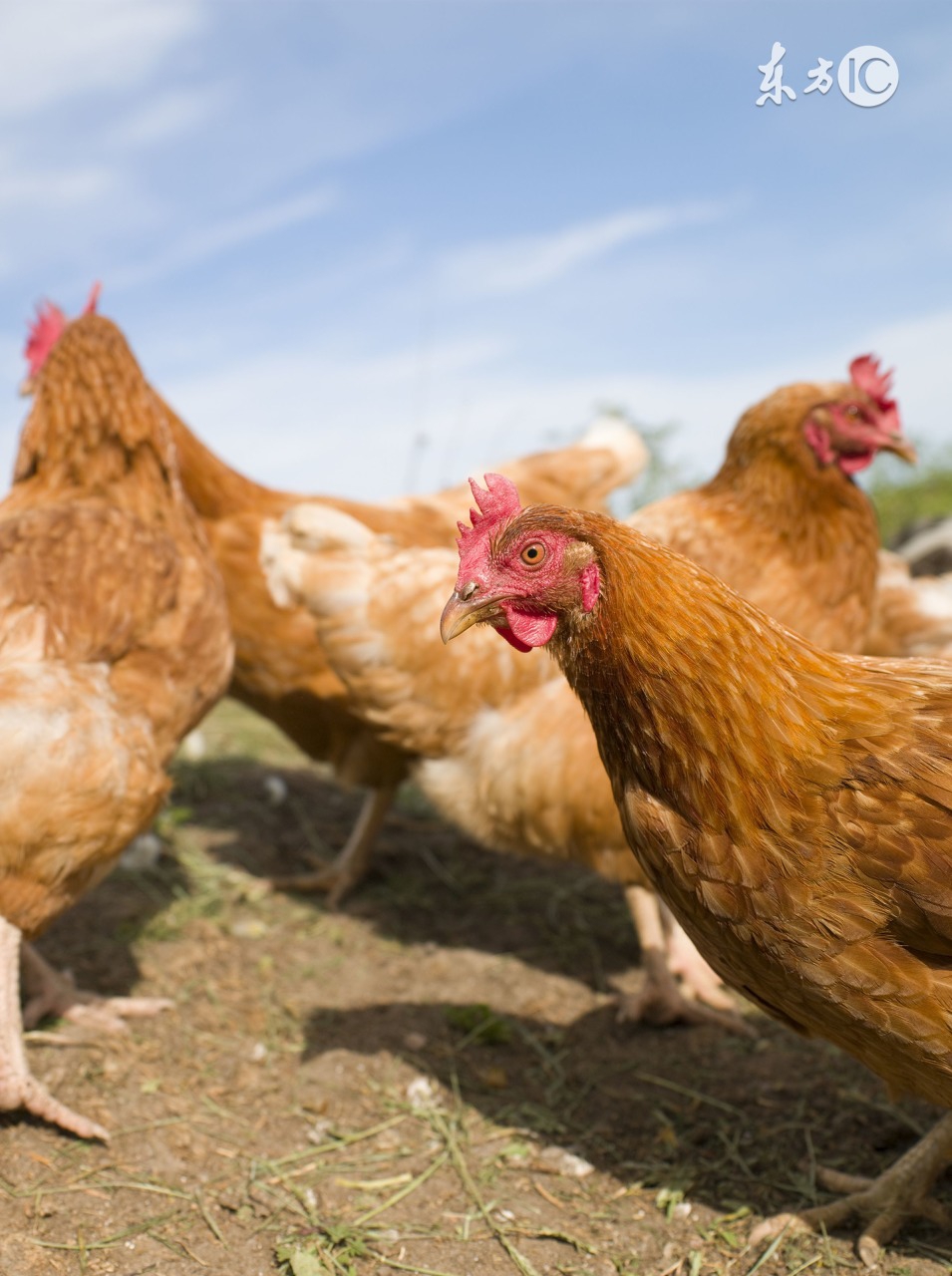 温度低于多少，肉料比会高？这个养鸡人知道吗？