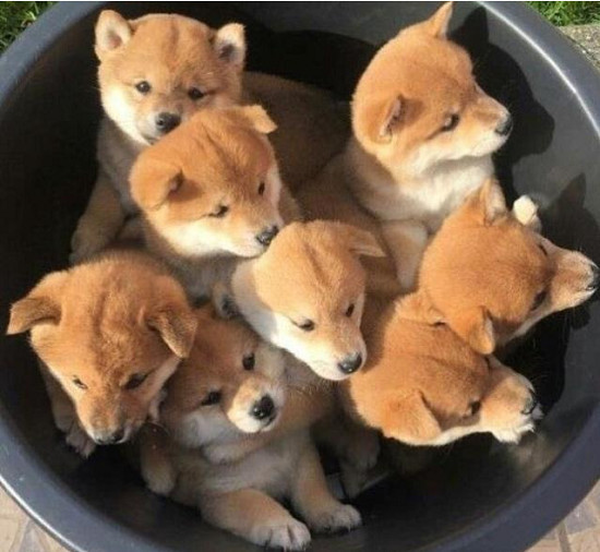 狗妈妈喂养好多狗崽,狗妈妈在野外生出一窝小狗