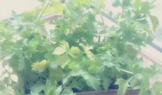 血管衰老怎么补充营养,血管衰老保健案例